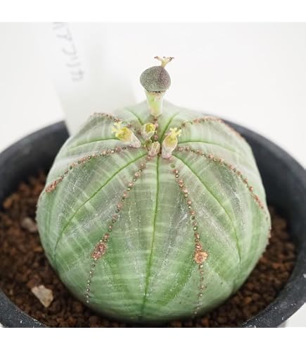 Amazon｜多肉植物：ユーフォルビア ホリダ*S ☆赤松実生｜観葉植物